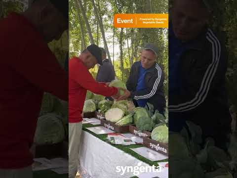 Видео: День Поля | Бекабад, Узбекистан