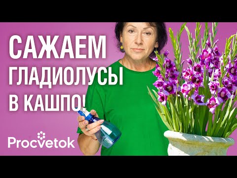 Видео: ГЛАДИОЛУСЫ В ГОРШКАХ! Букетный способ посадки гладиолусов для пышного цветения без лишних забот
