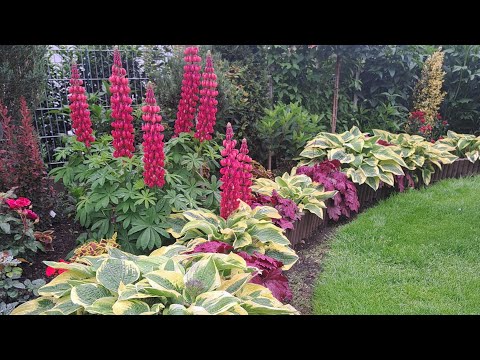 Видео: Мои клумбы перед домом и небольшой обзор сада.