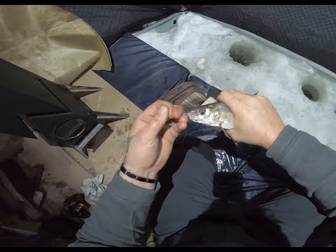 Видео: Зимняя РЫБАЛКА Сиг..