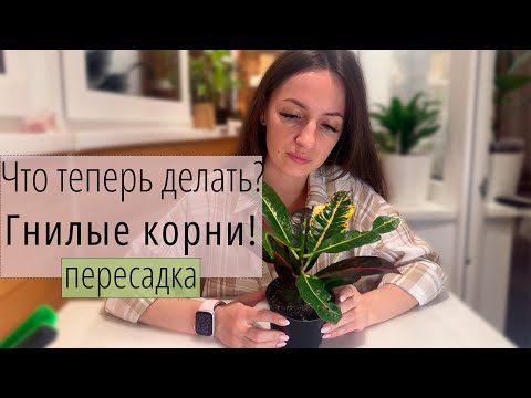 Видео: Дневник пересадки - Кротон Кодиеум. Первая пересадка новичка