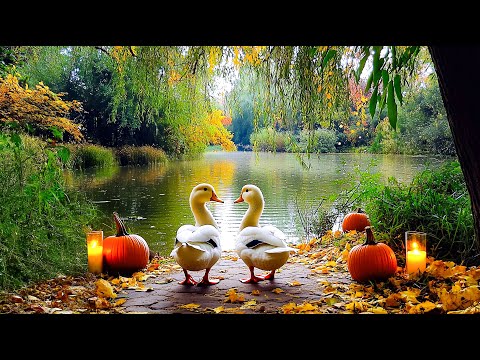 Видео: Спокойный вечер Хэллоуина 🎃 Расслабляющее фортепиано и звуки природы для спокойствия, тепла и вну...
