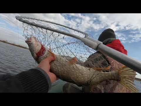 Видео: Ловля щуки в октябре.