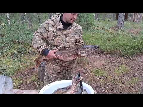 Видео: Приключения в тайге рыбалка и охота на севере ночёвка ужин фильм 4 ставим сети приколы осени