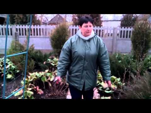 Видео: Бадан толстолистный. Канал: Сад, огород и не только...