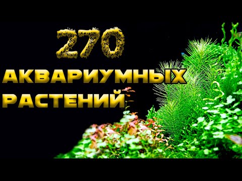 Видео: ТОП 270 АКВАРИУМНЫХ РАСТЕНИЙ