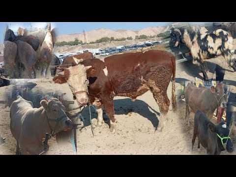 Видео: ШАНБЕБОЗОРИ КАМНИЗМ НОХЯИ ФАРХОР НАВОРКАРДЕМ ГОВОИ ШВЕД ЧОРНИ ПИЁОСТР БУКОИ СЕМЕНТАЛ МОЛИ МАЙДА