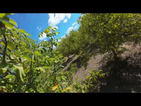 Видео: Walnut forest near vilage Asen DJI AVATA 2 | Орехова гора близо до село Асен