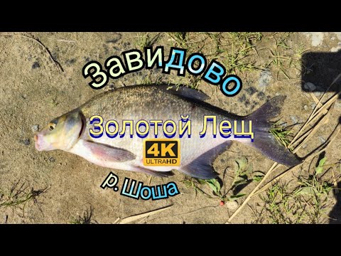 Видео: Рыбалка и отдых в Завидово на косе Безбородово. река Шоша #vanlife