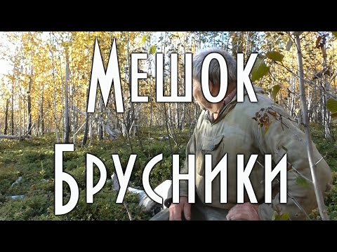 Видео: МЕШОК БРУСНИКИ. ОРИГИНАЛЬНЫЙ СПОСОБ СБОРА ЯГОДЫ