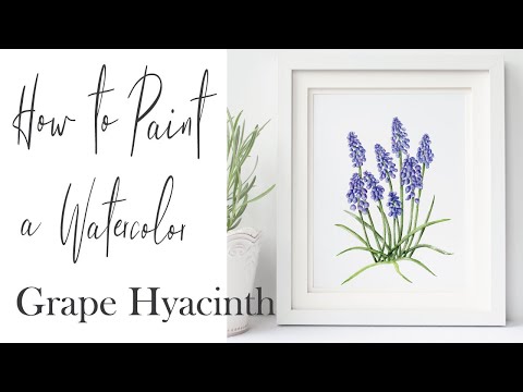 Видео: Как нарисовать акварелью цветы виноградного гиацинта | Ботаническая живопись