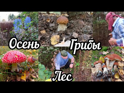 Видео: По грибы в последний раз (наверно)😀🌲🌳🌲