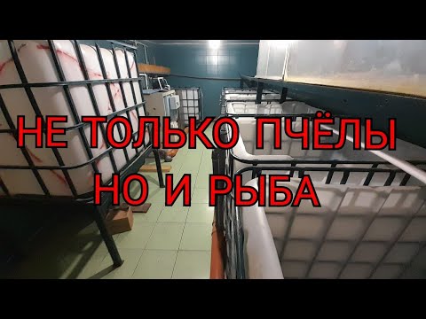 Видео: Не только пчёлы но и рыба 🐟, выращивание рыбы в помещении.