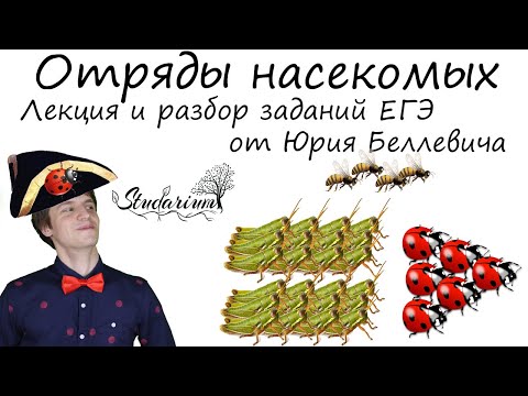 Видео: Отряды насекомых. Лекция и разбор заданий от Юрия Беллевича