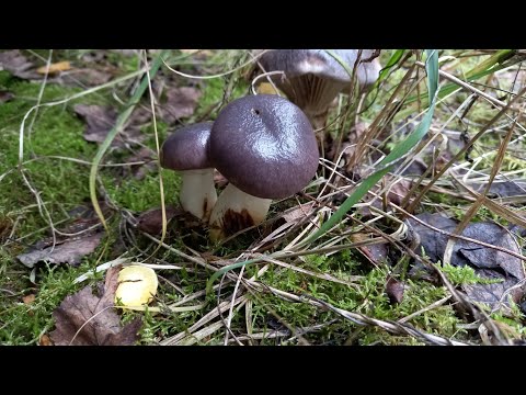 Видео: Мокруха еловая  сьедобный гриб. собираем, маринуем.