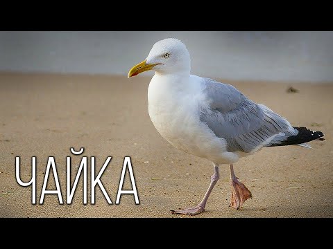 Видео: Чайка: Морская "разбойница" | Интересные факты про чаек