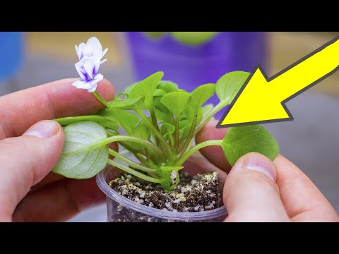 Видео: Не допустите ТАКОЙ ОШИБКИ С ФИАЛКАМИ! Вовремя УДАЛЯЕМ ПАСЫНКИ НА ФИАЛКЕ.