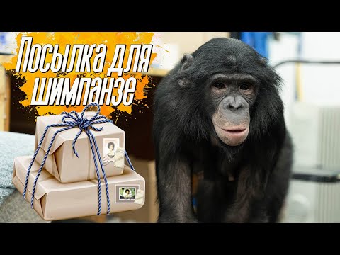 Видео: Шимпанзе Боня получила посылку | Чудо обезьяна убирает мусор | Шимпанзе ездит на самокате