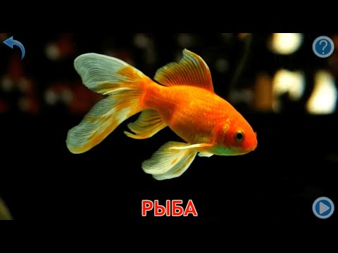 Видео: Учим названия морских обитателей.