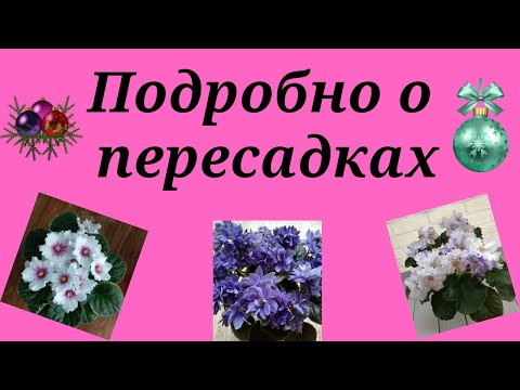 Видео: Фиалки новичкам. Вся правда о пересадках. Горшки для фиалок, грунт для фиалок.