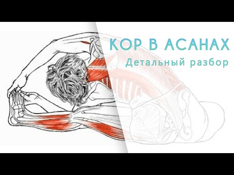 Видео: Как работает глубокая мускулатура в асанах?
