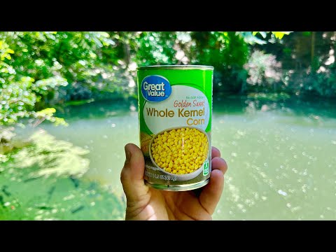 Видео: Кукуруза может стать лучшей наживкой для мелкой рыбы!