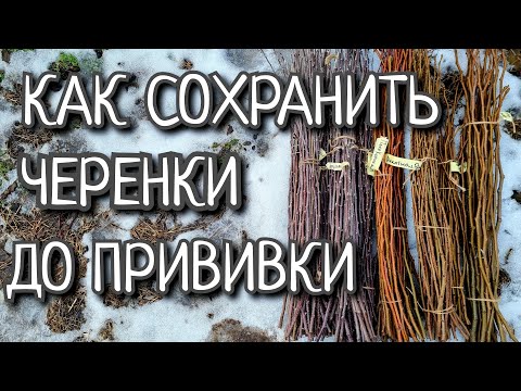 Видео: ПРОСТЕЙШИЕ ТРИ СПОСОБА СОХРАНИТЬ ЧЕРЕНКИ ДО ПРИВИВКИ