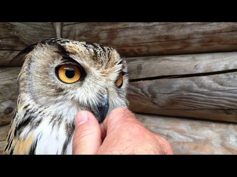 Видео: Филин Варя, канюк Гамлет, сова Басик и злой Коршун