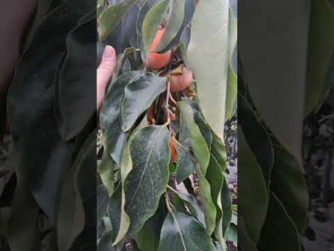 Видео: Хурма Дар Софиевки, так выглядит сегодня наше дерево этого сорта.  г. Николаев.