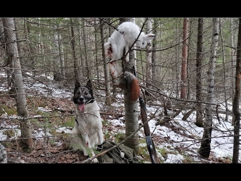 Видео: Осень 2020. Вторая проверка путиков.