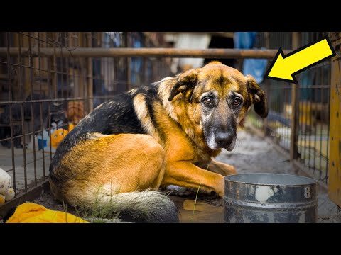 Видео: Приютский немецкий овчарка понимает, что его усыновили, а затем происходит нечто невероятное