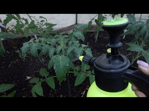 Видео: ЛУЧШАЯ ПОДКОРМКА ДЛЯ ТОМАТОВ И ОБРАБОТКА ОТ ФИТОФТОРЫ ВО ВРЕМЯ БУТОНИЗАЦИИ!