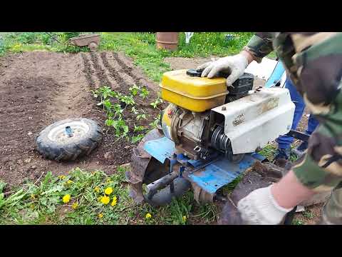 Видео: Окучиваем картошку мотоблоком Нева.