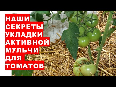 Видео: Наши секреты укладки активной мульчи для помидоров и огурцов в теплице Мульчирование от болезней