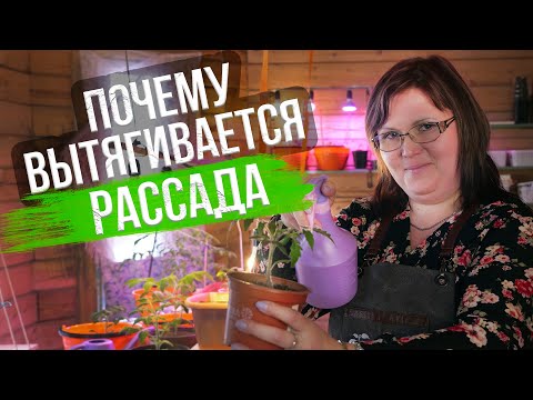 Видео: Вытягивается рассада! Причины и способы помочь