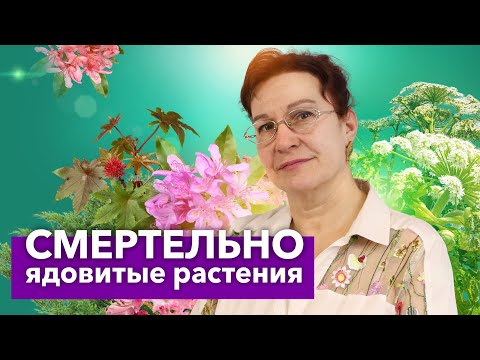 Видео: 10 САМЫХ ОПАСНЫХ РАСТЕНИЙ на дачном участке! Красивые, но ядовитые цветы