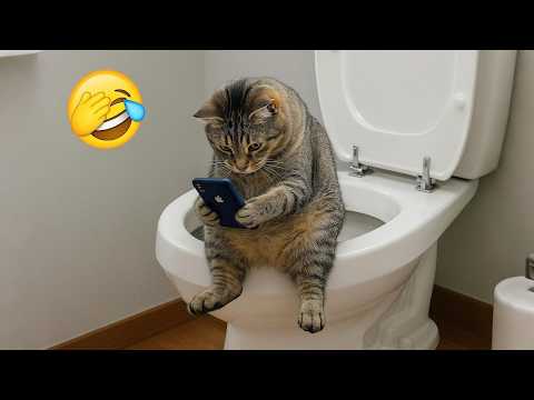 Видео: Самые смешные клипы с кошками и собаками 2025 года😼🐶Постарайтесь не засмеяться😜
