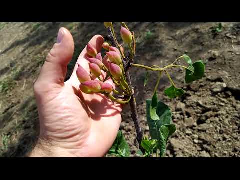 Видео: Фісташковий сад.