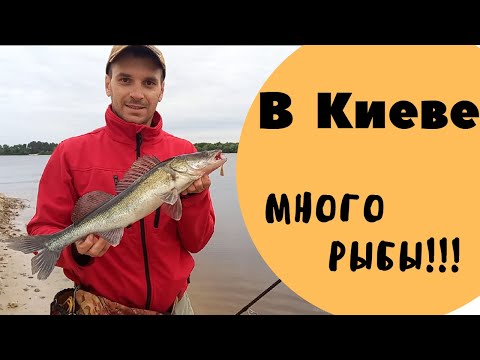 Видео: Рыбалка  в Киеве на спиннинг летом. Судак, щука и окунь в Киеве.