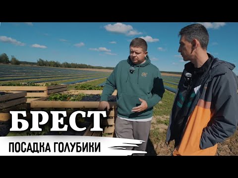 Видео: От мечты к бизнесу//Как создавалась голубичная империя в Бресте