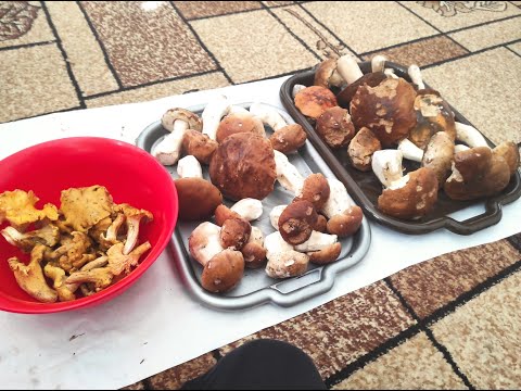 Видео: Кривопілля. Вересень.