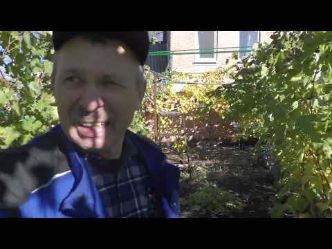 Видео: Корчую, копаю, міняю гібриди на сорти