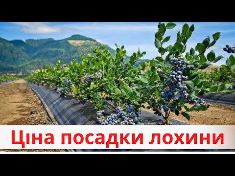 Видео: Ціна посадки ЛОХИНИ
