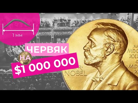 Видео: За что дали Нобелевскую премию по физиологии и медицине 2024 | Простым языком и с иллюстрациями