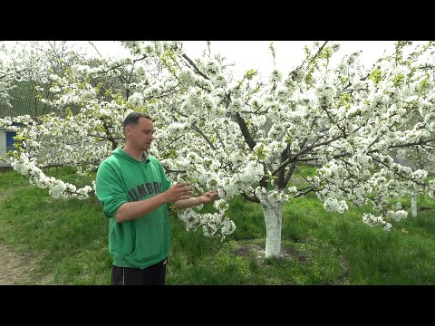 Видео: НЕ ПРОПУСТИТЕ САМУЮ ВАЖНУЮ ПОДКОРМКУ ЧЕРЕШНИ!