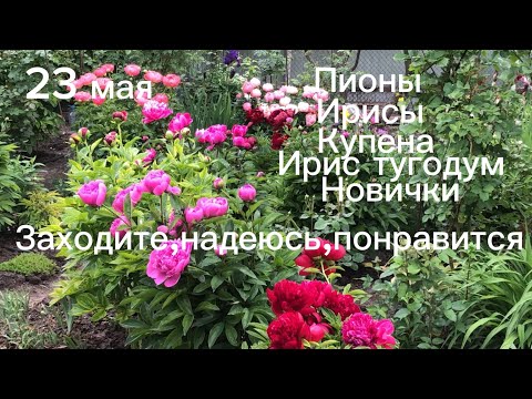 Видео: 23 мая.Пионы,ирисы,купена,ирис тугодум,мои новички.Красивооо!