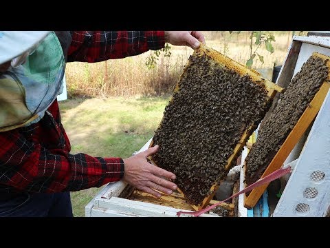 Видео: Пересадка пчелиной семьи | Зимовка двух семей в одном улье