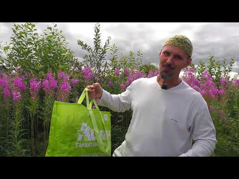 Видео: Иван-чай - жаркая  пора!