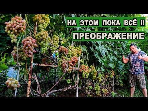 Видео: ВИНОГРАД ПРЕОБРАЖЕНИЕ ОСОБЕННОСТИ ВЫРАЩИВАНИЯ В СРЕДНЕЙ ПОЛОСЕ