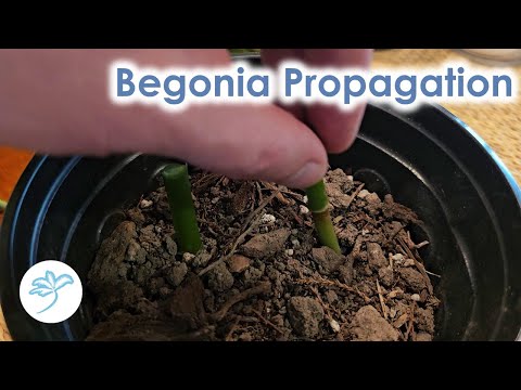 Видео: Как размножить бегонию «Ангельские крылья» — полное руководство